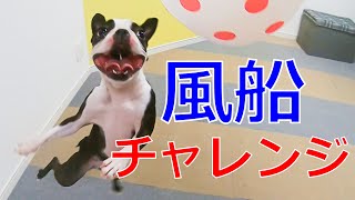 【凄技】ボストンテリアの風船ヘディング。運動能力高すぎる！ Boston Terrier heading a balloon