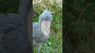 挨拶するアサンテ　ハシビロコウ　上野動物園