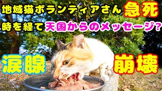 地域猫ボランティアさん急死エリアの警戒心が高いさくらねこにご飯をあげたらバクバク食べて自宅の猫ハウスに導かれた