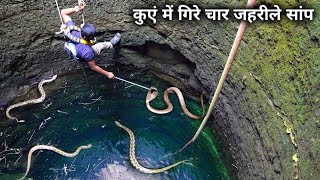 कुएं में  गिरे 4 जहरीले सांपो का खतरनाक रेस्क्यू ऑपरेशन Rescue operation of 4 venomous snake