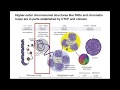 Co-opted transposons help perpetuate conserved higher-order chromosomal structures