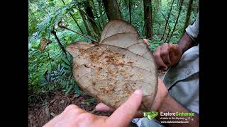 Sinharaja Forest Sri Lanka - Unesco World Heritage Site -  Creatures