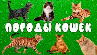 Породы кошек | развивающее видео для детей | карточки Домана