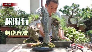 2 yuan a black pine seedling pick a few stones to make a stone bonsai2元黒松の苗は石盆栽を作るためにいくつかの石を選びます附石盆景