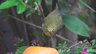 綠繡眼 2020 3 31 (菊花鳥園)