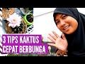 Bagaimana Cara Agar Kaktus Cepat Berbunga?