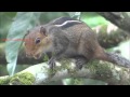 Loud squirrel chirping sounds - Squirrel sound