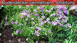 Bodendecker selbst vermehren – Bodendecker durch teilen selber ziehen \u0026 pflanzen – Polsterphlox