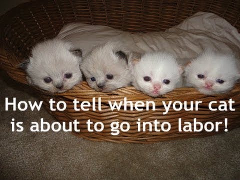 Kitty Series: How to tell when YOUR CAT IS ABOUT TO GO INTO LABOR! Kitty Series: How to tell when YOUR CAT IS ABOUT TO GO INTO LABOR!