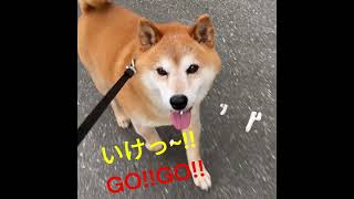 【柴犬・太郞】太郞くん！！急げっ！！😀笑