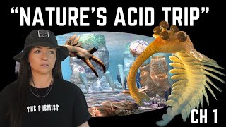 The Cambrian Period (That We Know Of) ft. Animalogic | Lindsay Nikole