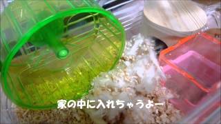 ☆巣作りがんばるよ①☆005～I try the making of nest hard①～