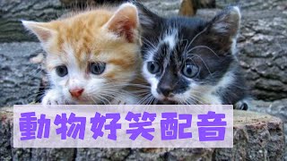 【動物配音17-36】一口氣看完，看到你爽好笑的動物配音!