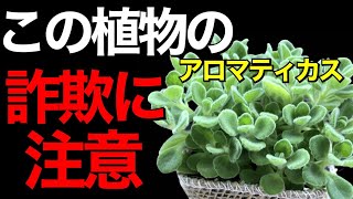 アロマティカスは本当にゴキブリ避けになるのか？教えます【多肉植物】【園芸】【ガーデニング】