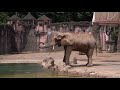 夏の朝のアコさん　泥浴び→ご飯→水浴び　アフリカゾウ　多摩動物公園 　ako the elephant in the morning.