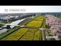 【関東有数のお花見スポット】権現堂桜堤2024年　埼玉県幸手市