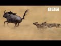The power of the pack! Wild dogs' AMAZING relay hunting strategy | Life Story - BBC