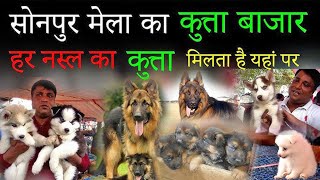 Sonpur Mela 2024 | Dog Market In Sonpur Mela | Dogs Price in Sonpur Mela 2024 | Candyman vlog