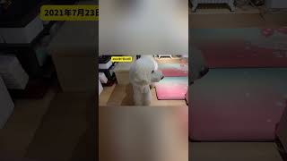 【オリンピックの開会式を見る犬】#過去動画 #犬のいる暮らし #愛犬 #大型犬