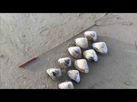 How to find a Pismo Clam How to find a Pismo Clam