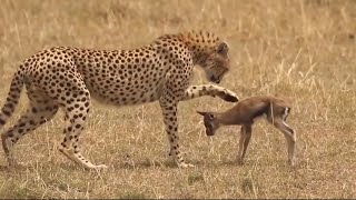 When big cats HUNT and EAT newborn prey alive | Why lions play with their prey