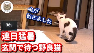 気温３６度の猛暑！助けを求めて来た野良猫その後…/野良猫をおもてなしする保護猫