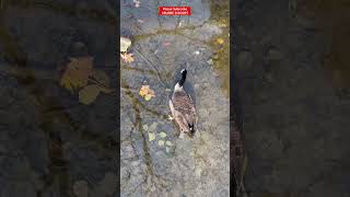 Sad to found him dead #shorts #youtubeshorts #sad#death #goose #geese #upset #thingstodo