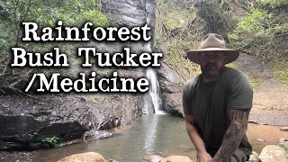 Finding Bush Tucker \u0026 Medicine in the Rainforest | Dharawal Country