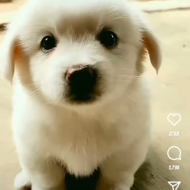 Dog I Love You Youtube