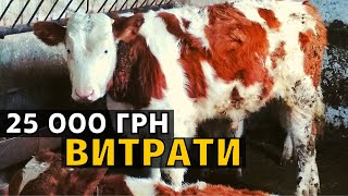 Відгодівля бичків в Україні. Скільки я на них потратив. Витрати складають 25 000 гривень.