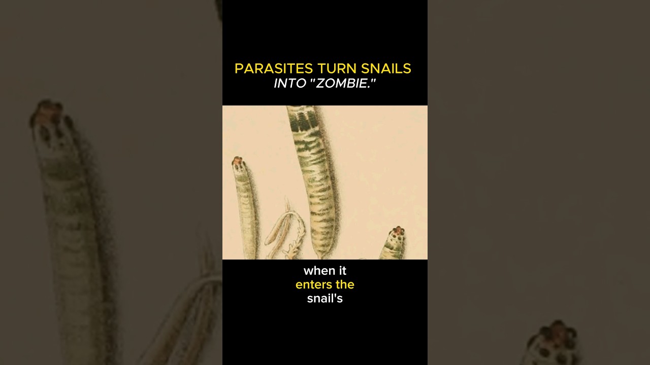 Parasites Turn Snails Into "Zombies." - YouTube