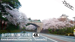 【地元民ドライブ 4K】桜満開！！兼六園下 - 桜橋 - 片町【Drive 4K】Kenrokuenshita - Sakurabashi - Katamachi