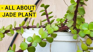 Jade/Elephant Bush Plant Complete Care | Portulacaria afra