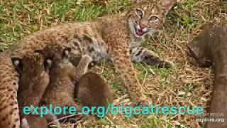 Bobcat Family Goes Outside