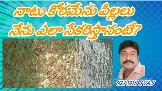 కొరమేను పిల్లలు నేను ఎలా సేకరిస్తానంటే?How to Collect Murrel Fish Seed Own #murrel #koramenu