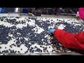 Blueberry packing line