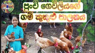 ගම් කුකුළු පාලනය