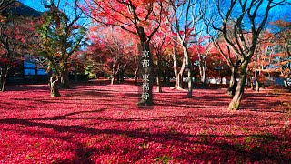 【Trip to Kyoto】京都 東福寺 晩秋の紅葉｜2022.12.6｜４K｜京都紅葉｜Tofukuji Temple  (in Kyoto)｜Kyoto Autumn leaves