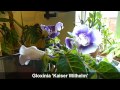 gloxinia sinningia in flower u0026 winter rest