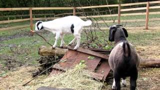 goatlog: the pumpkin and the goats (2012-10-18)