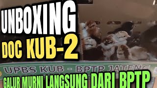 Unboxing DOC KUB-2 Janaka Galur Murni Dari BPTP Jawa Tengah