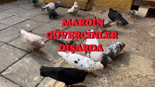 Uzun Bir Aradan Sonra Tekrar Mardin Güvercinleri İle Beraberiz ( En İyi Kuşum Hasta )