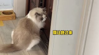 春天来了，对门家的母猫又来勾搭我家猫了