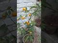 Kumquat Amazing Citrus variety #youtubeshorts #shorts #ytshorts #gardening