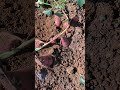 一株红薯这么长？ 生活 农村生活 田园生活 种田 红薯 village farming sweetpotato