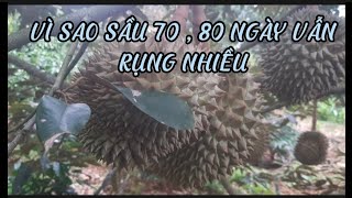 SẦU RIÊNG 70 , 80 NGÀY VẪN RỤNG NHIỀU LÝ DO TẠI SAO