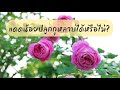 ปลูกกุหลาบในที่ร่ม | ได้หรือไม่ | EP.311 | คนบ้ากุหลาบ