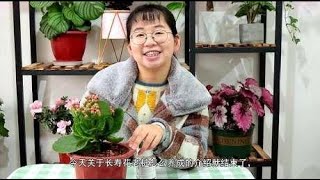 想把你的长寿花养成老桩吗？其实很简单，养护注意这几点就可以