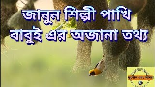 জানুন শিল্পী পাখি বাবুই এর অজানা অনেক তথ্য ||  #বাবুইপাখি #বাবুইপাখির_বাসা #baya_weaver #weaverbird