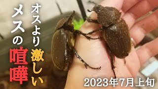 【カブトムシ飼育】メス同士の喧嘩が激し過ぎる！必見！オスより激しいメス同士の戦い